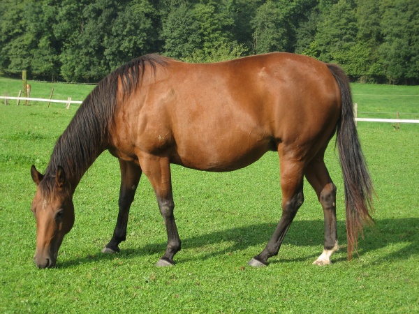 American-quarter-horse-jpg-p863-1